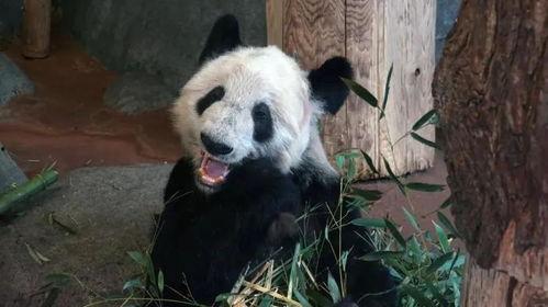 熊猫岁岁视频爆料,揭秘娱乐圈幕后真相 第2张 熊猫岁岁视频爆料,揭秘娱乐圈幕后真相 第2张